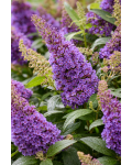 Буддлея Давида Літл Ліла|Buddleja davidii Butterfly Candy ® Little Lila|Буддлея Давида Литл Лила